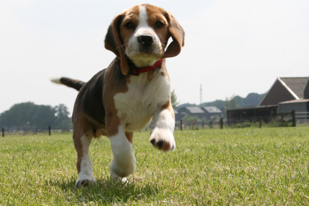 Beagle Sozinho em Casa…. Olha o Resultado! - Estilo Bifásico